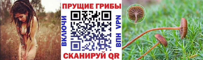 гидра ссылка  Ртищево  Псилоцибиновые грибы Psilocybe  где найти наркотики 